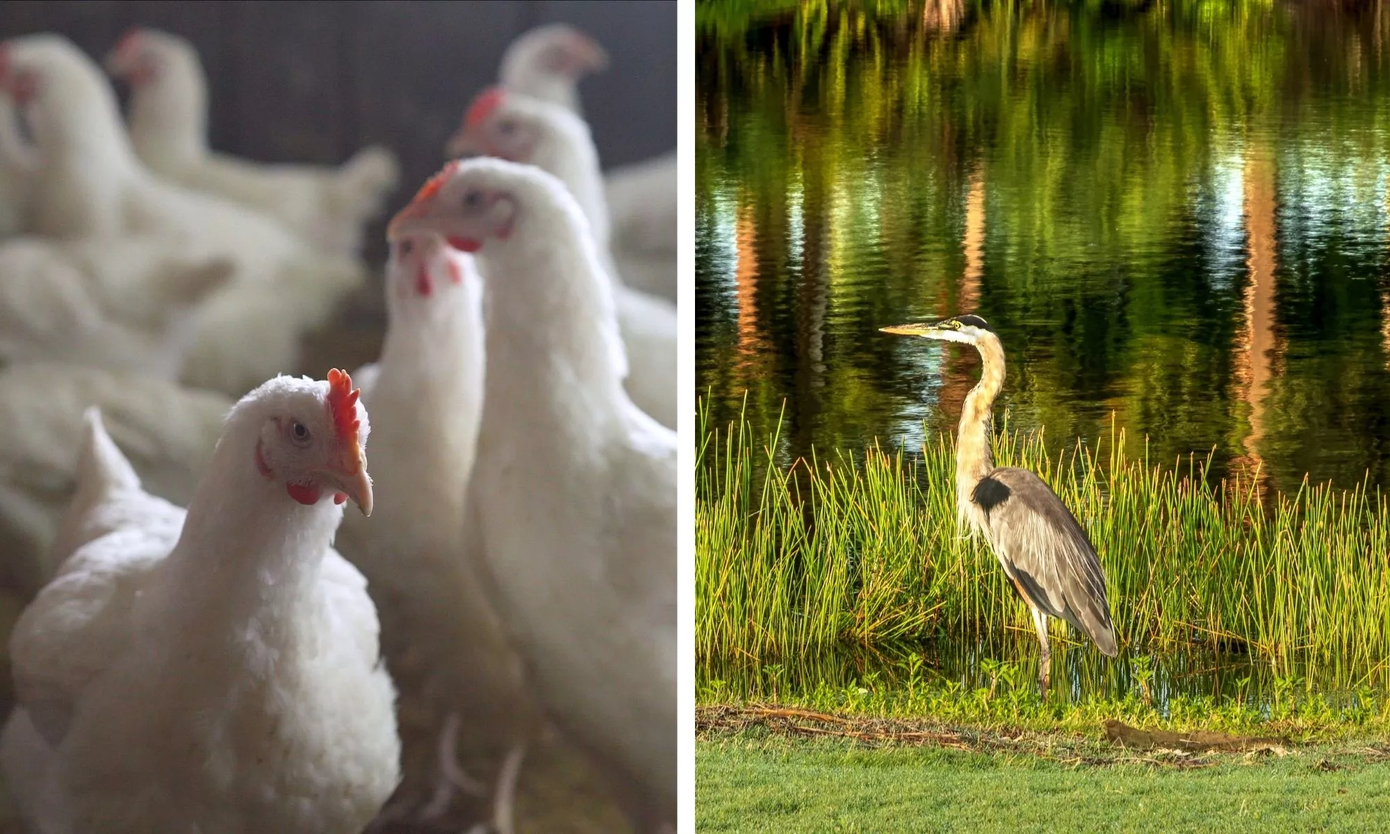 Florida Tourist Spots Closed Over Bird Flu As Virus Spreads in U.S. - Vimarsana News