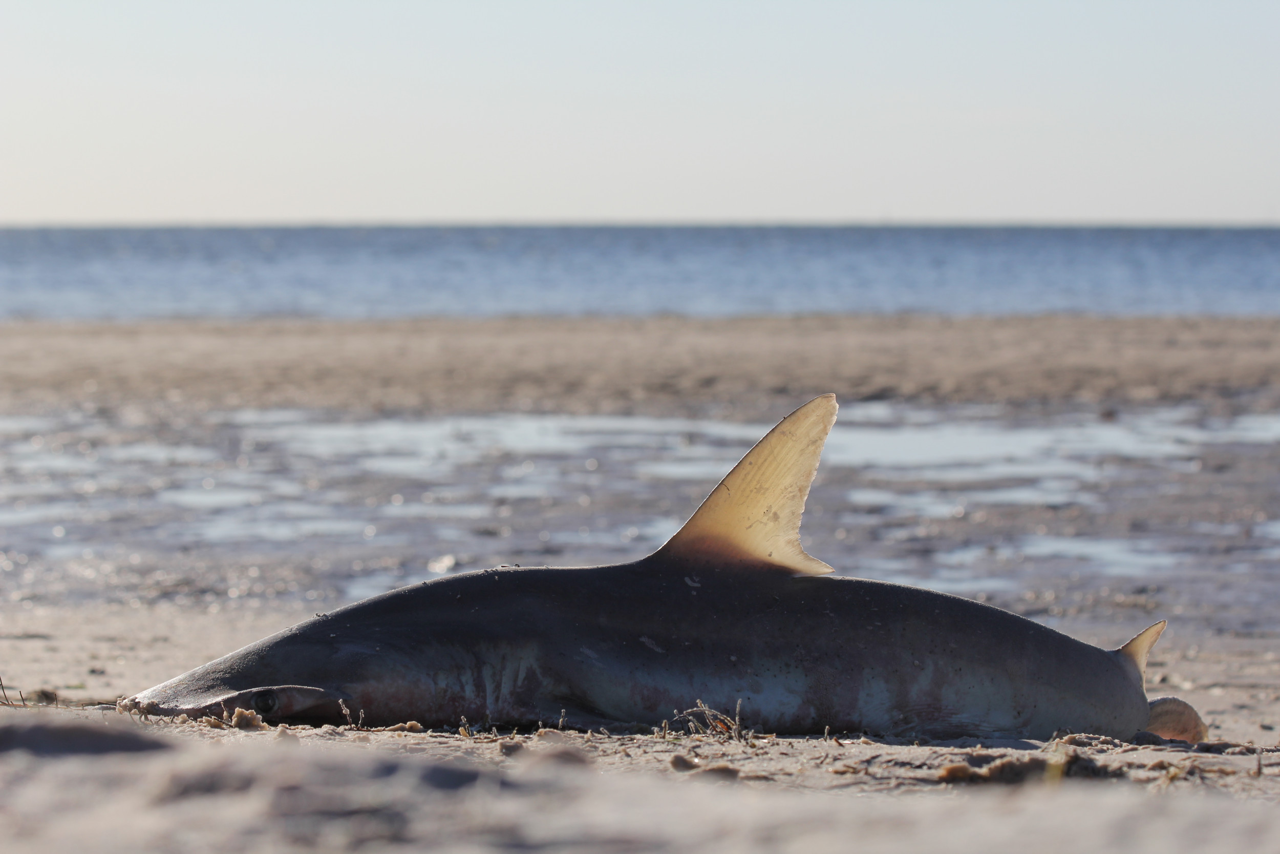 California Has More Shark Strandings Than Anywhere Else in the World