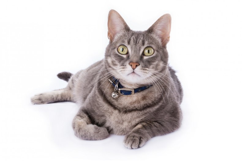 Grey and white cat