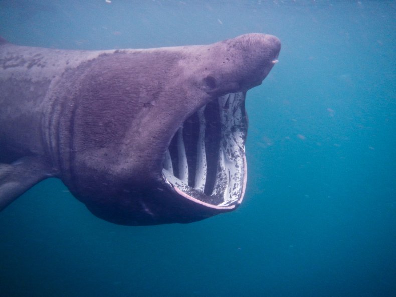 Stock image of a basking shark