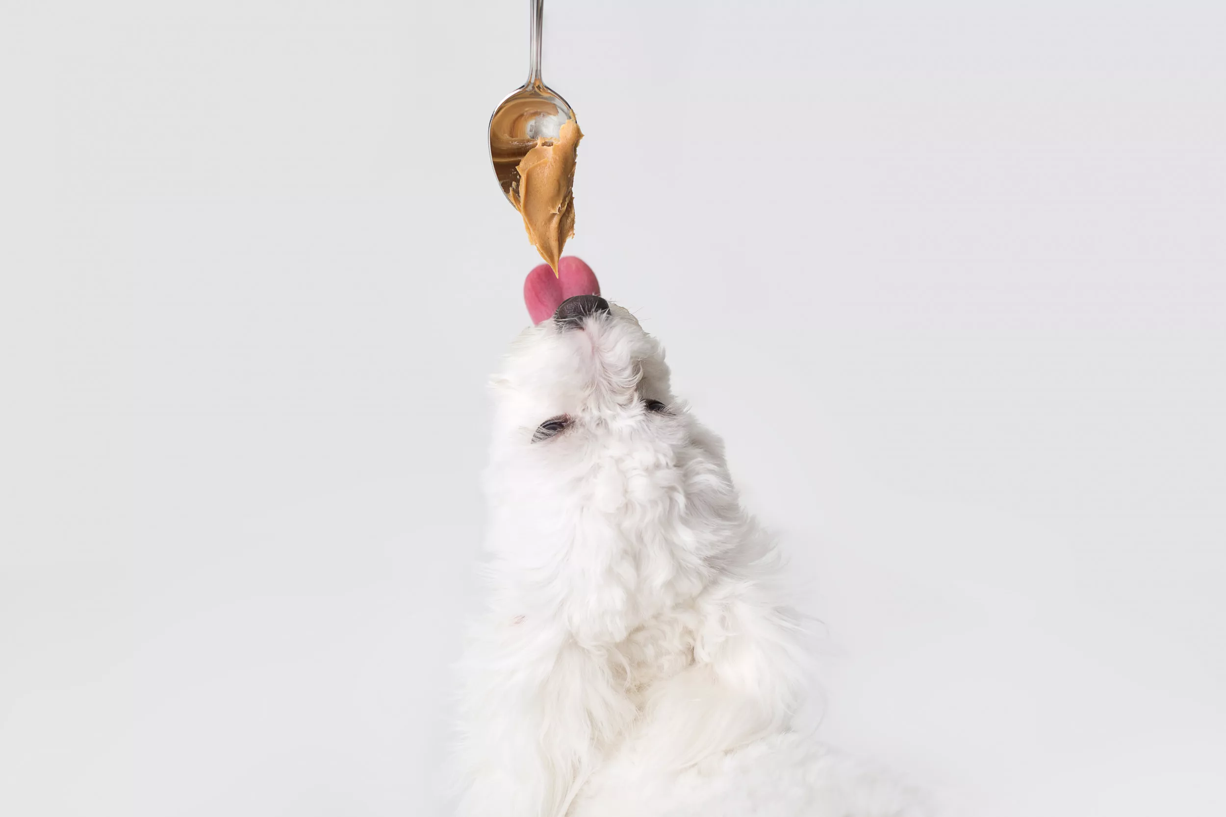 Dog Licks Peanut Butter Off of Computer Mouse as Adorable Remote Work Hack - Vimarsana News