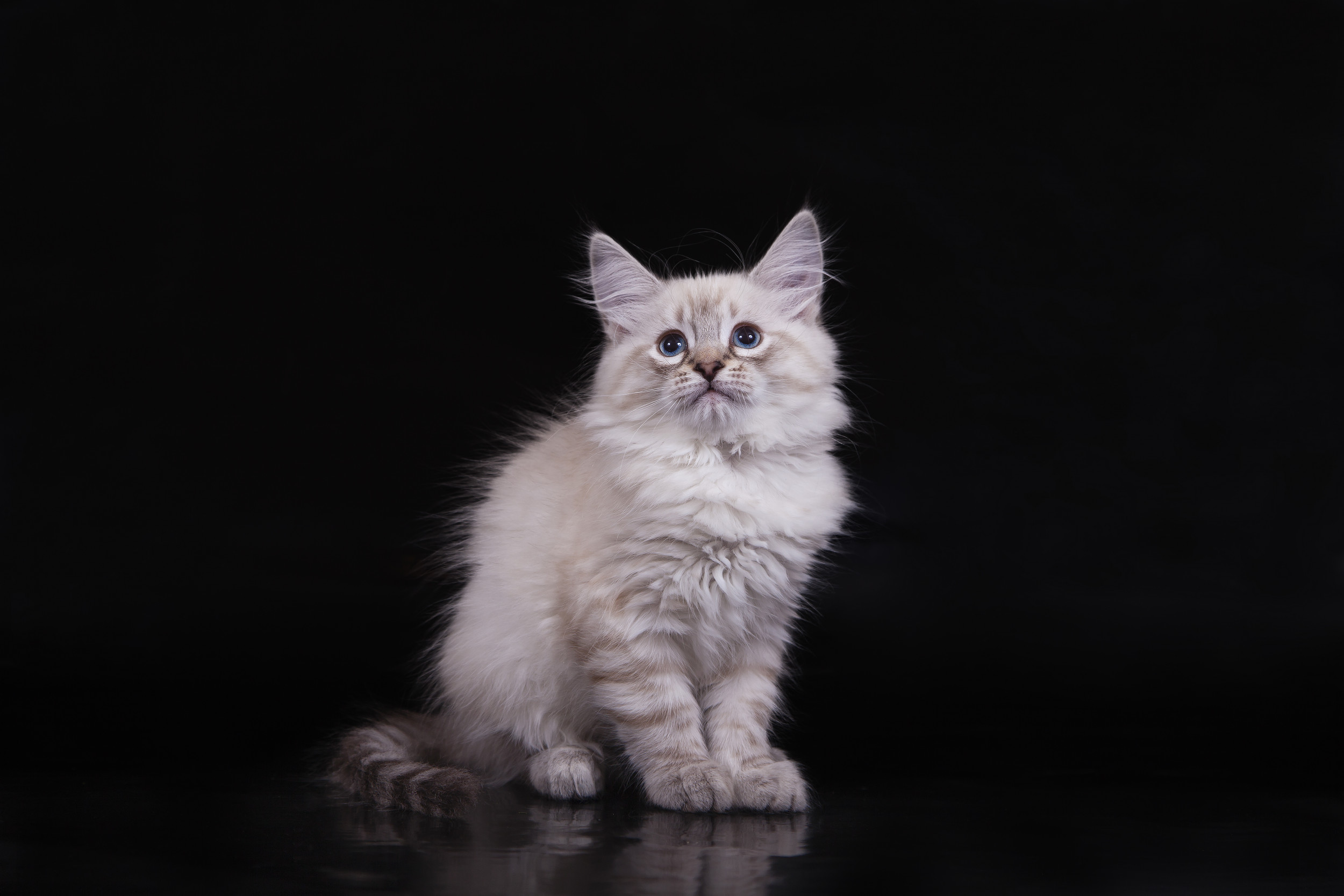 Kitten Who Will not likely Permit Owner Go to Operate Delights the Internet: ‘So Cute’