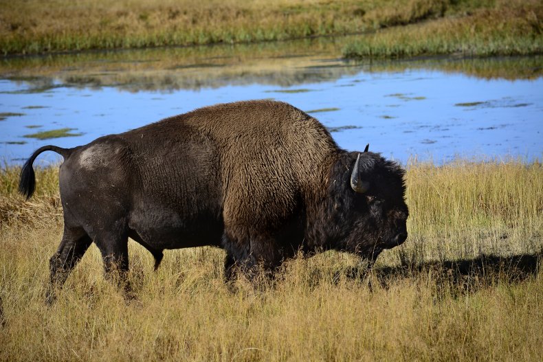 Bison, Yellowstone