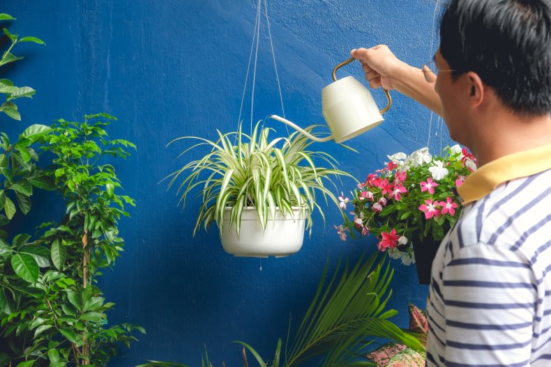 Spider Plant