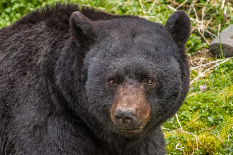 Stock image of a black bear