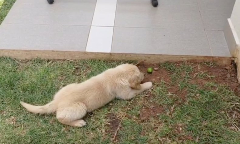 Golden Retriever Puppy Arguing With Archnemesis Fruit has Internet in Stitches - Newsweek