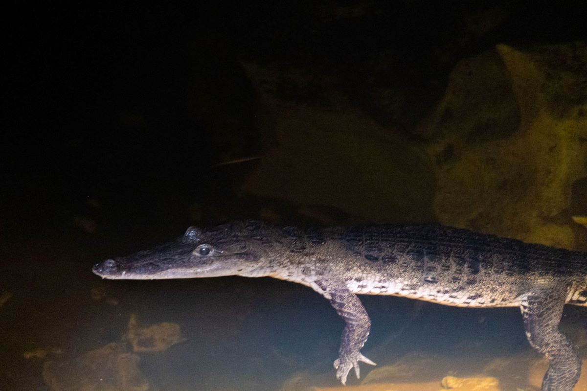 Why some crocodiles hide out in caves •