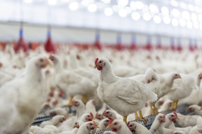 Chickens
