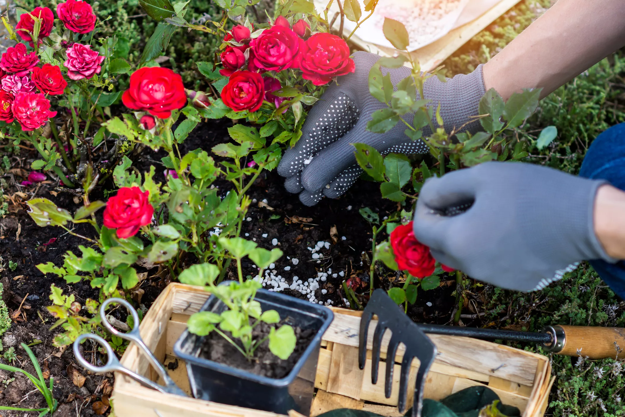 Low-Maintenance Shrubs and Landscaping Ideas to Brighten Your Front Yard - Vimarsana News