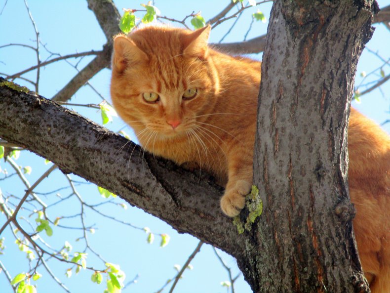 File photo of cat in tree.