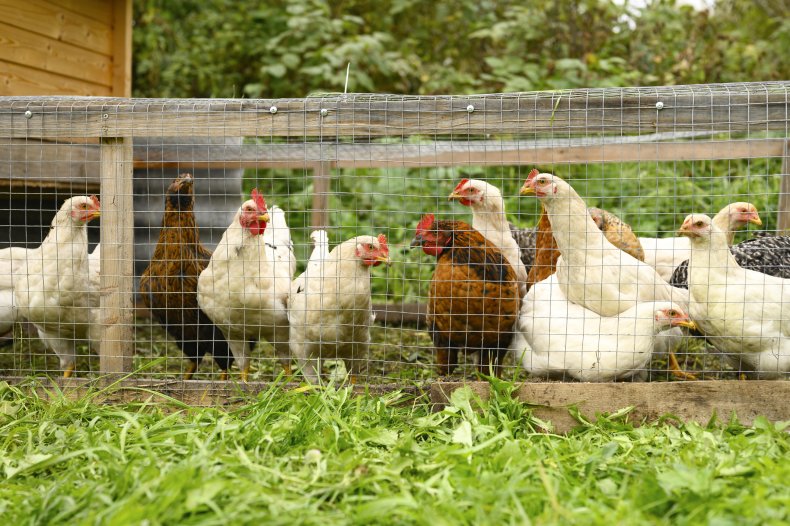 Backyard Chickens