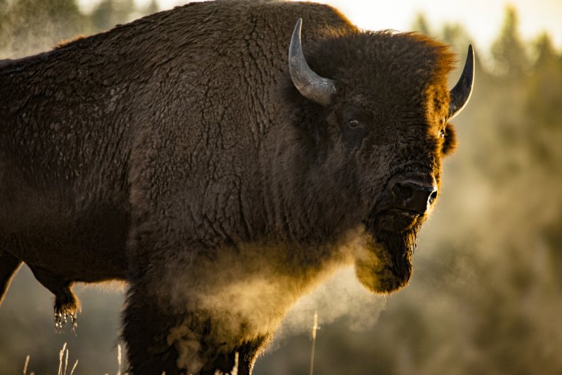 Stock image of bison in Yellowstone