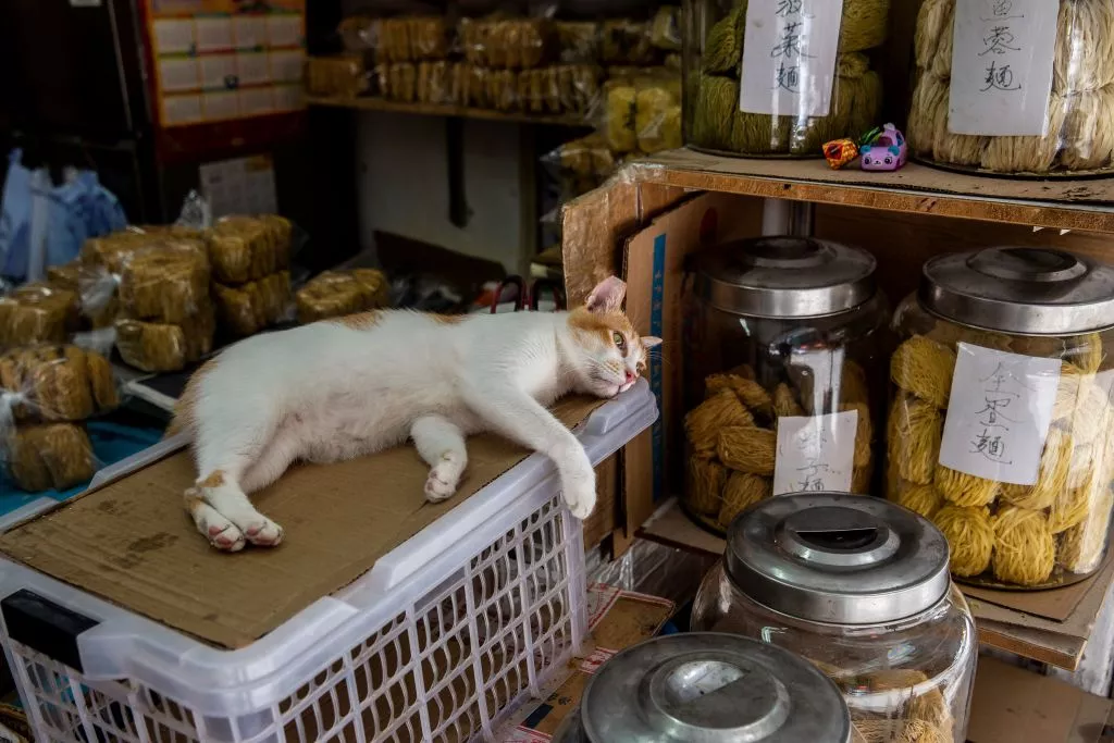 Sleepy Kitten Who Won't Let Chip Display Get In His Way Delights Internet - Vimarsana News
