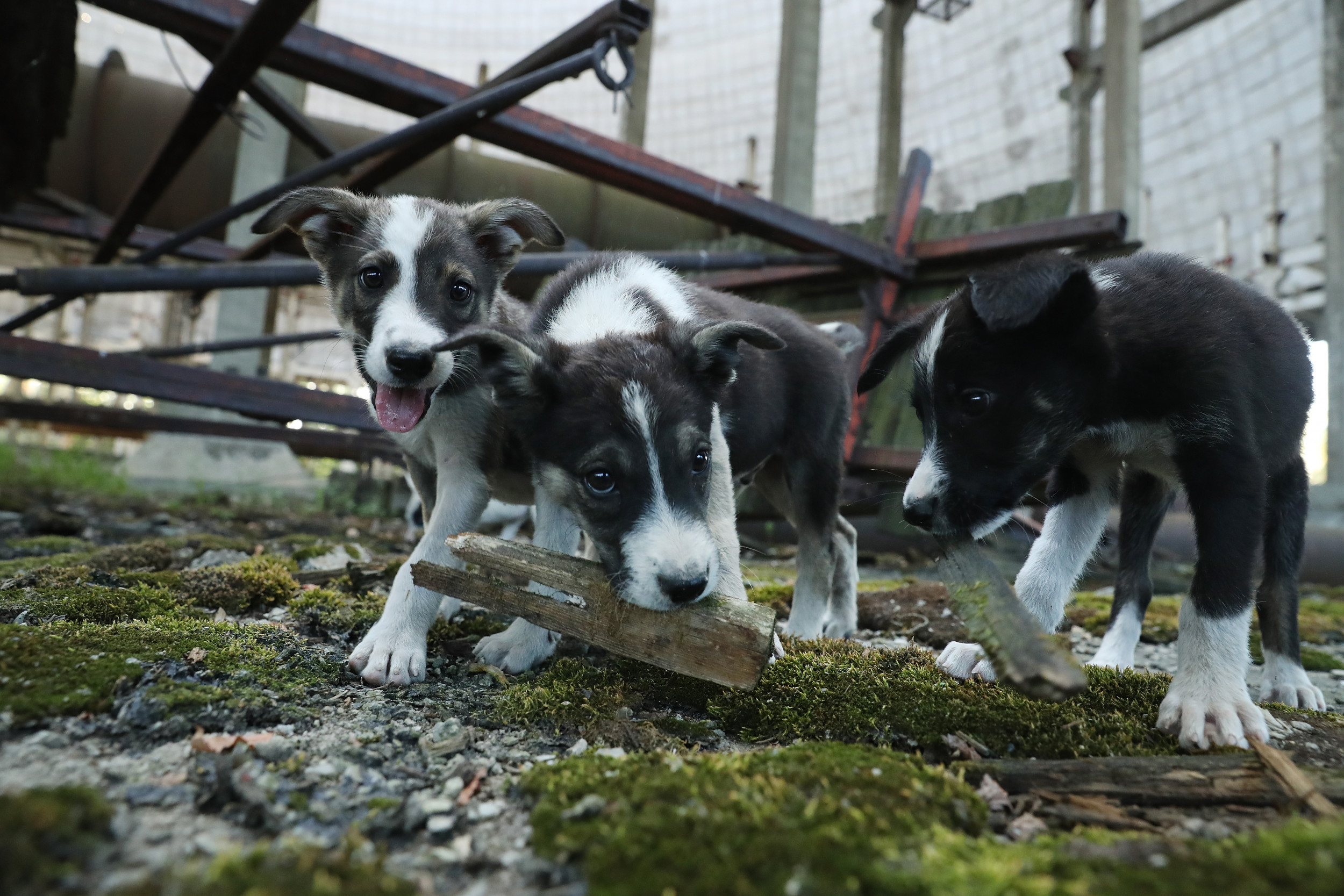 Ukrainian Animal Shelters Fear Food Will Soon Run Out Amid Russian Invasion