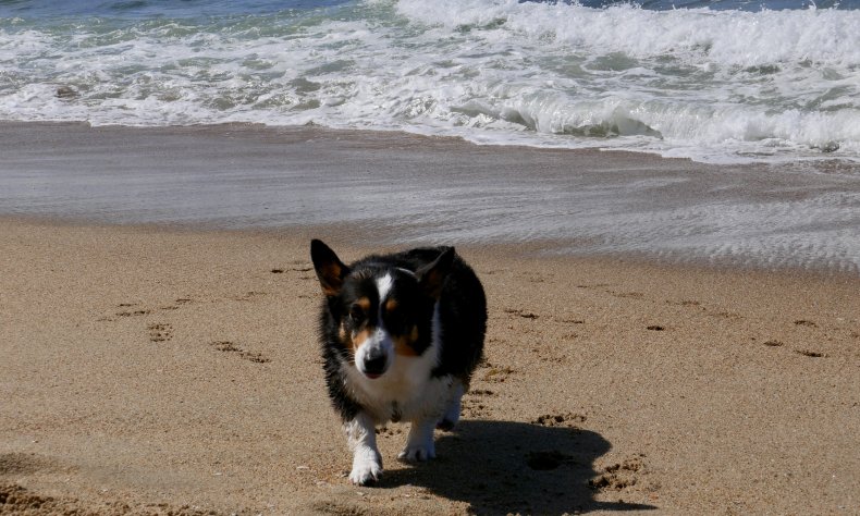 File photo of Corgi at the beach.