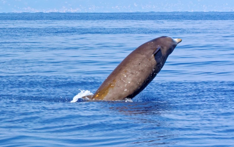 Beaked whale