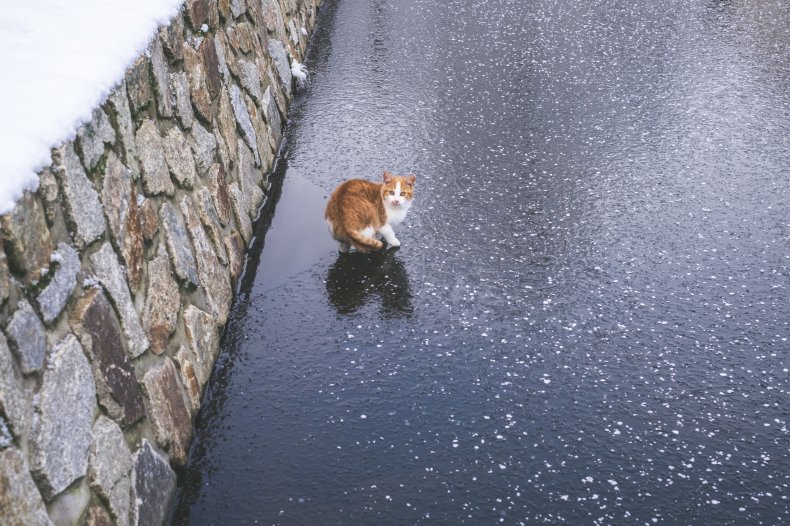 File photo of cat on ice. 