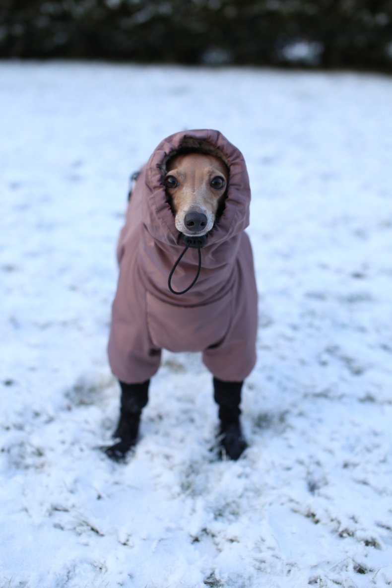 Honey the greyhound in her coat. 
