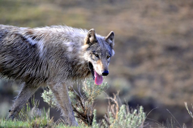 Stock image of gray wolf in Yellowstone