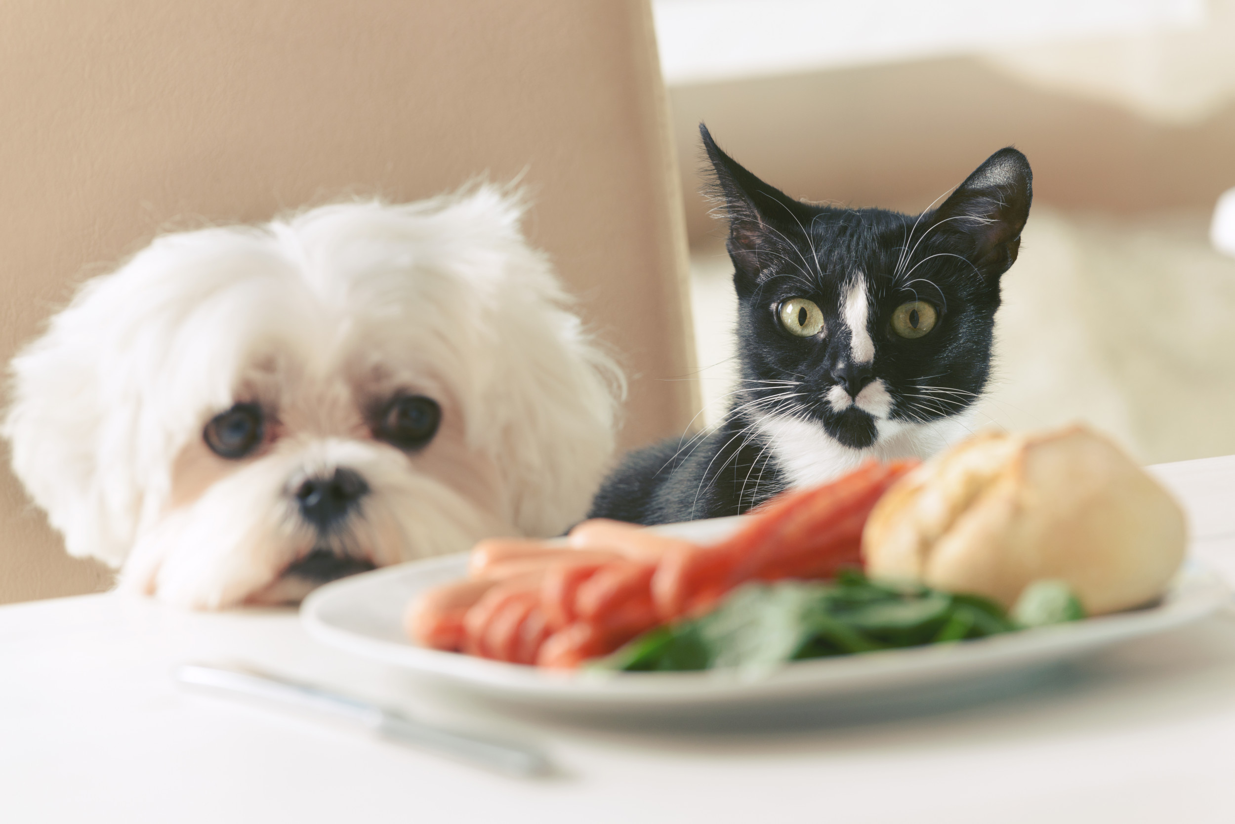 Pets Peeking Through Door While Eagerly Awaiting Dinner Delights Internet