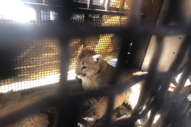 CPW image of mountain lion in Boulder