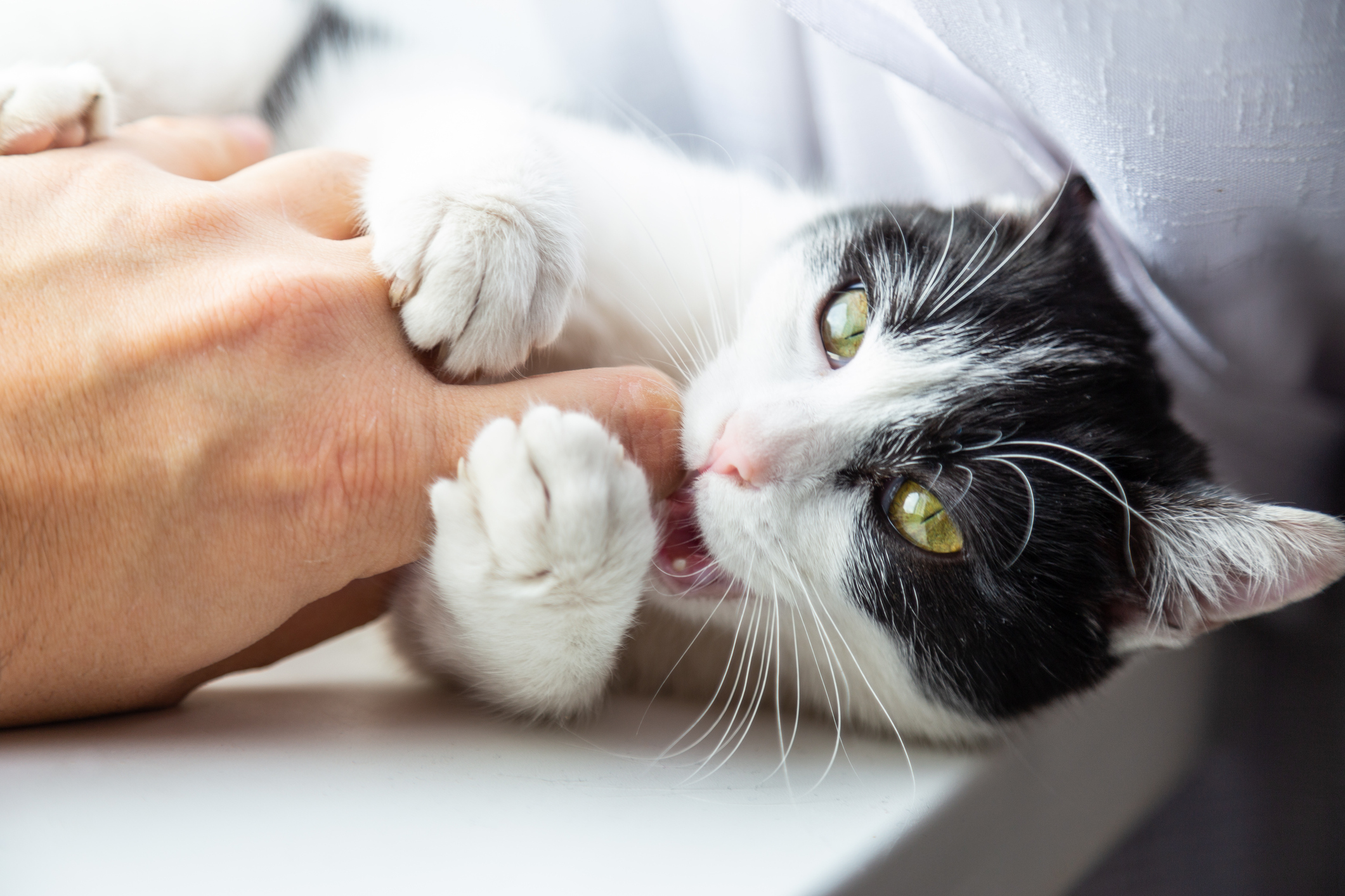 Cat Aggression: Fighting, Biting, and Attacking