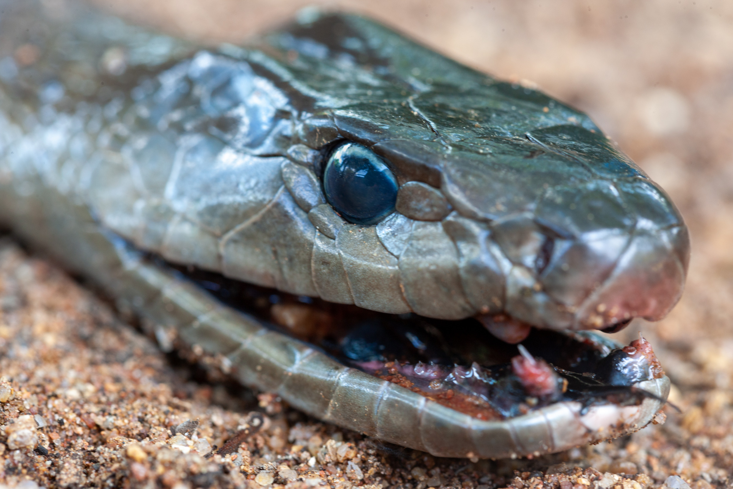 'Very Hungry' Black Mamba Breaks Into Cage and Eats Seven Pet Birds