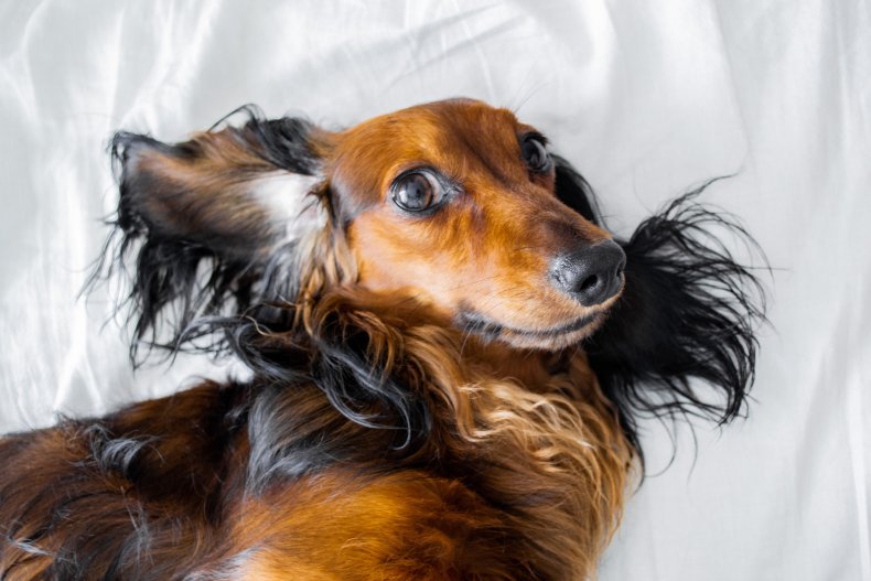 long-haired Dachshund