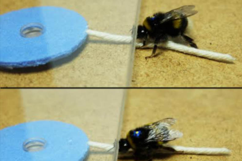 Bees pull strings for reward