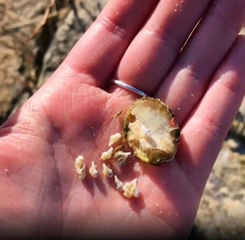 Woman reveals how seashells are "born."