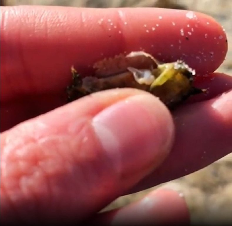 Woman reveals how seashells are "born."