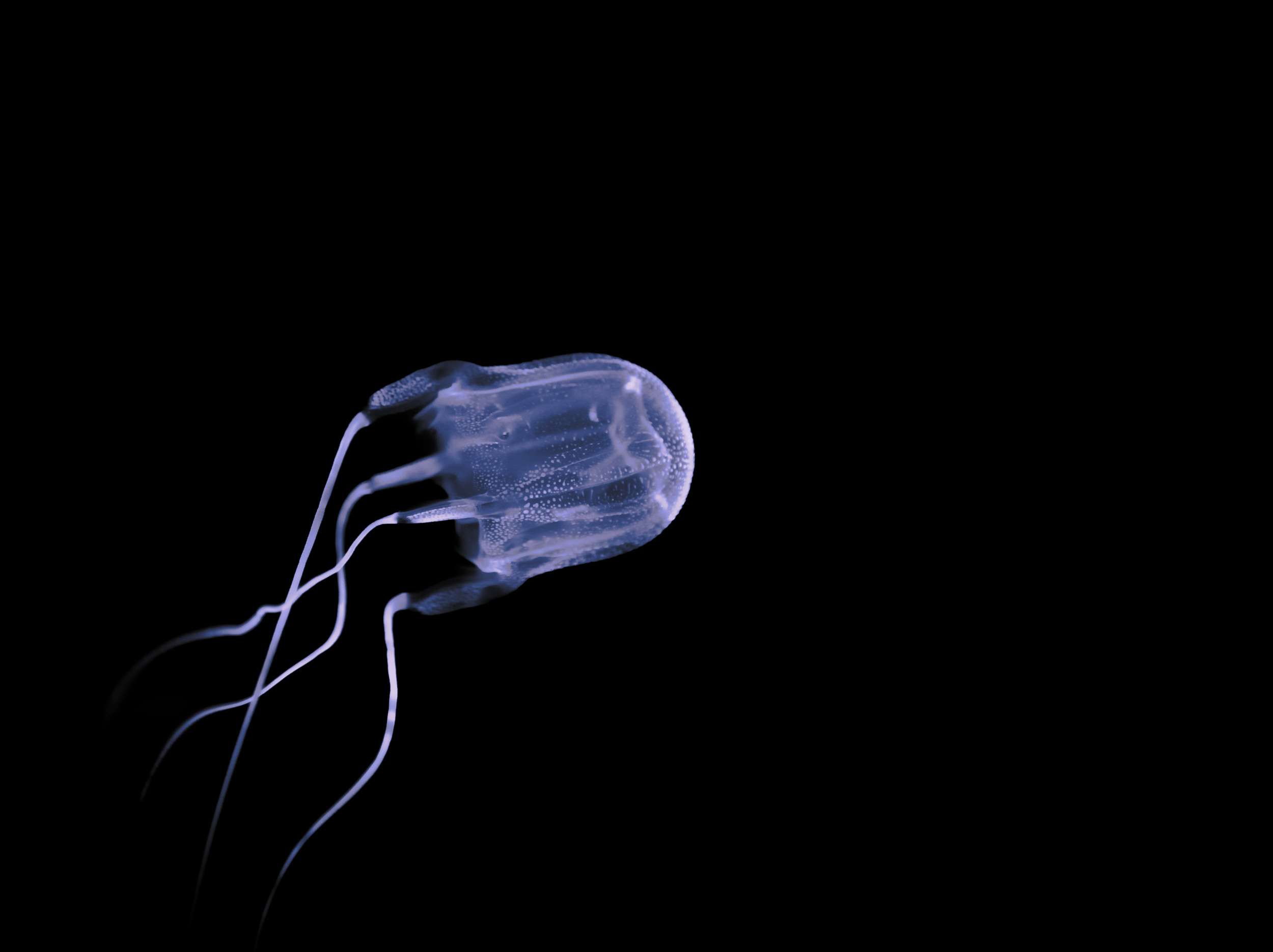 box jellyfish attack