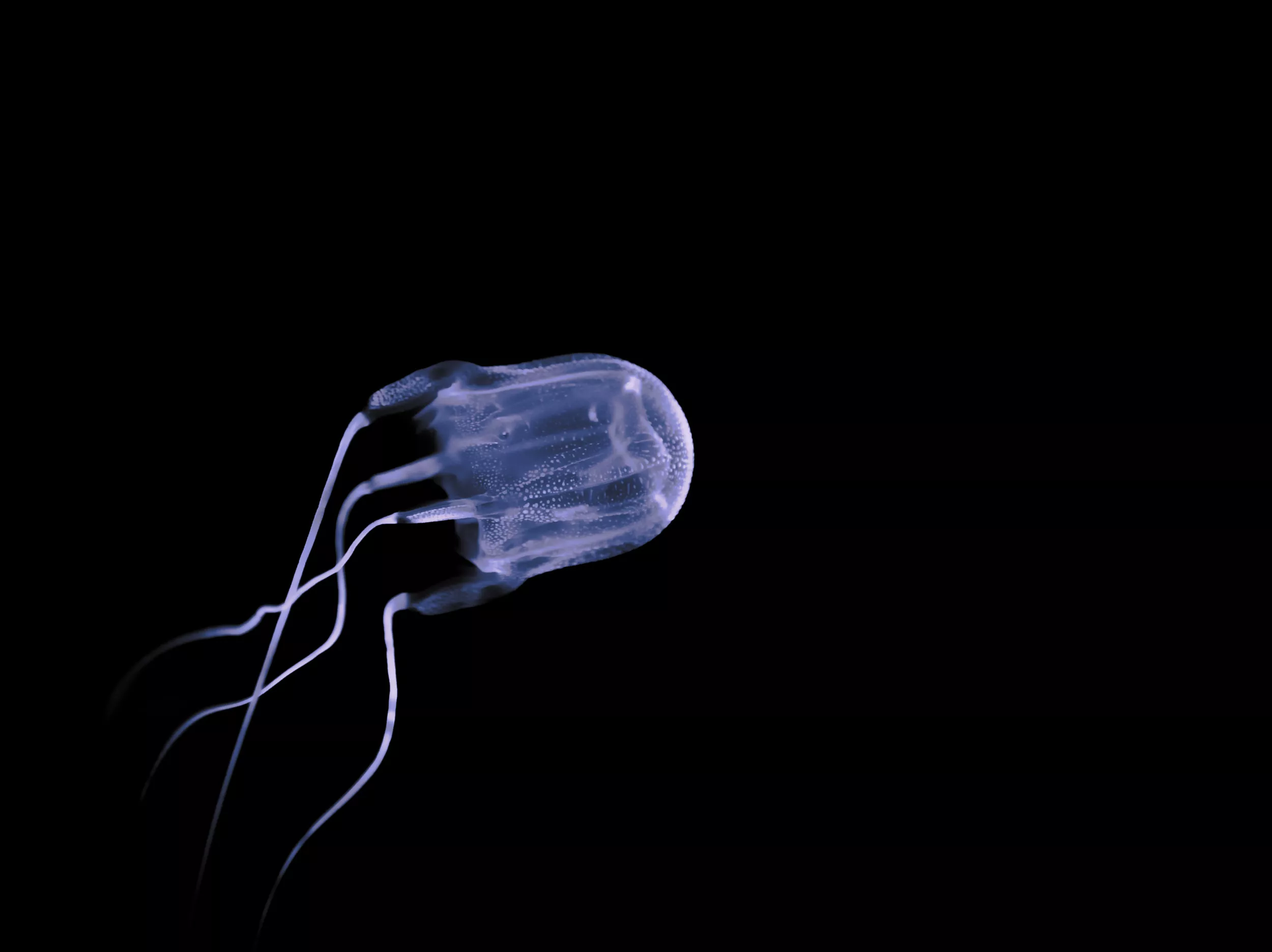 Boy Killed After Box Jellyfish Entangles Him in Several Feet of Tentacles - Vimarsana News