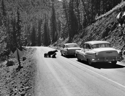 Bears by cars yellowstone