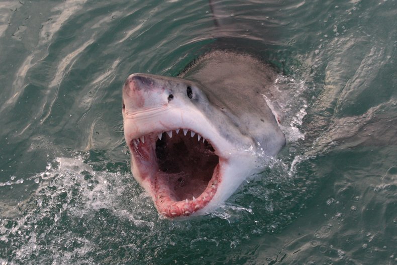 Stock image of a great white shark