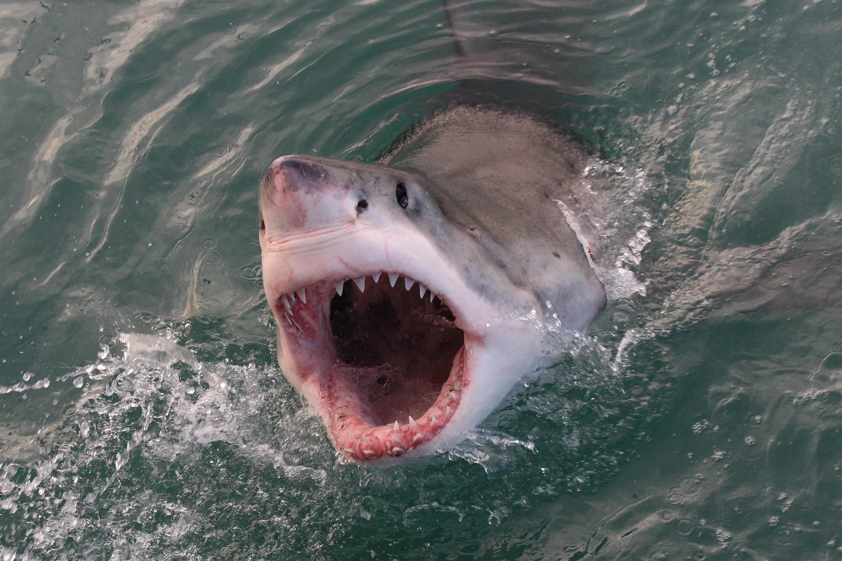 Headless Dolphin Carcass Prompts Great White Shark Fears - Vimarsana News