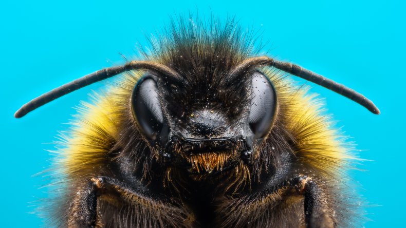 Stock image of a bee. 