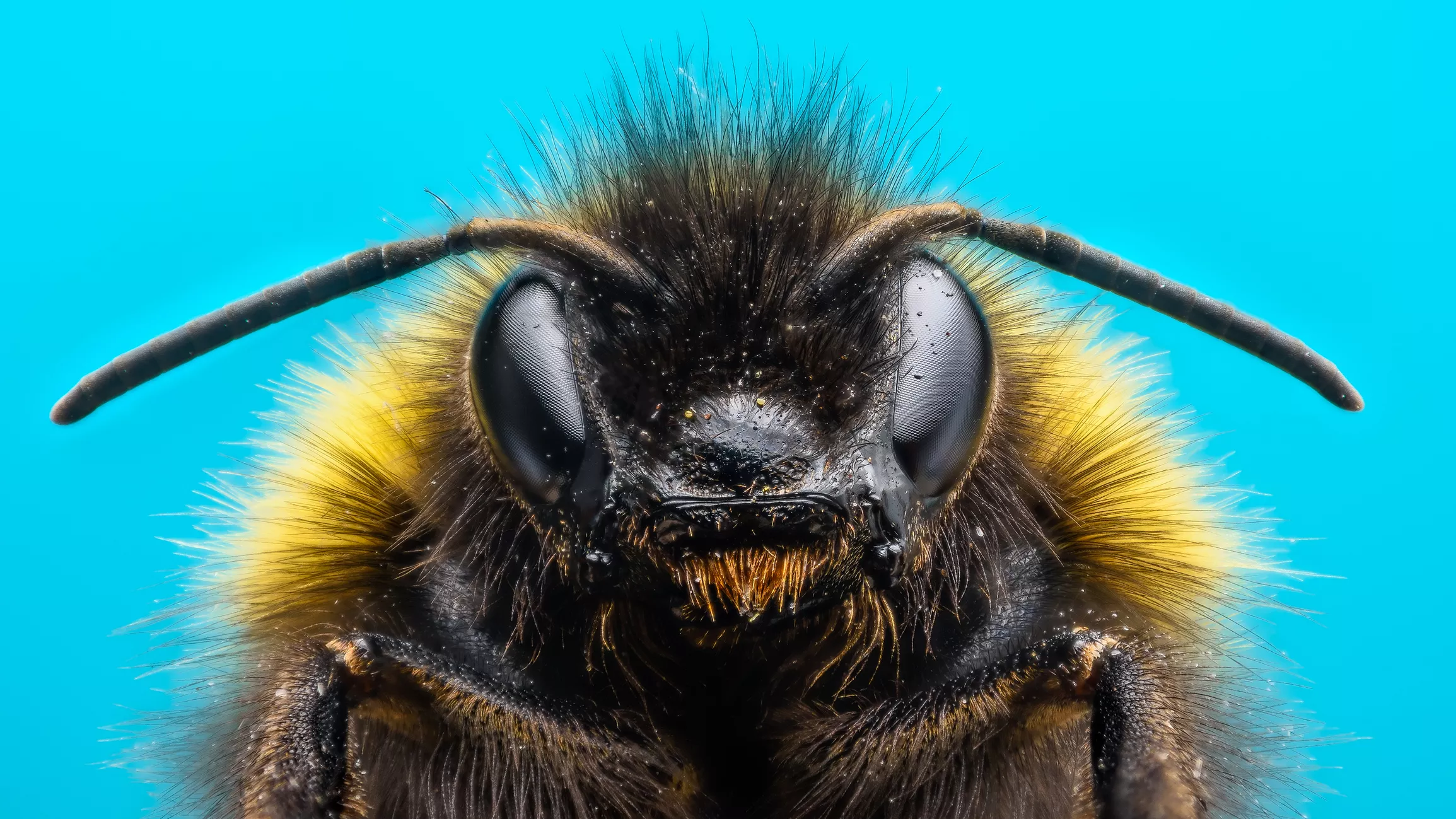 Do Insects Have Brains? - Vimarsana News