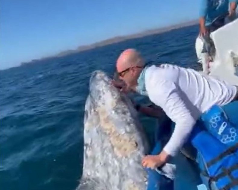 Whale