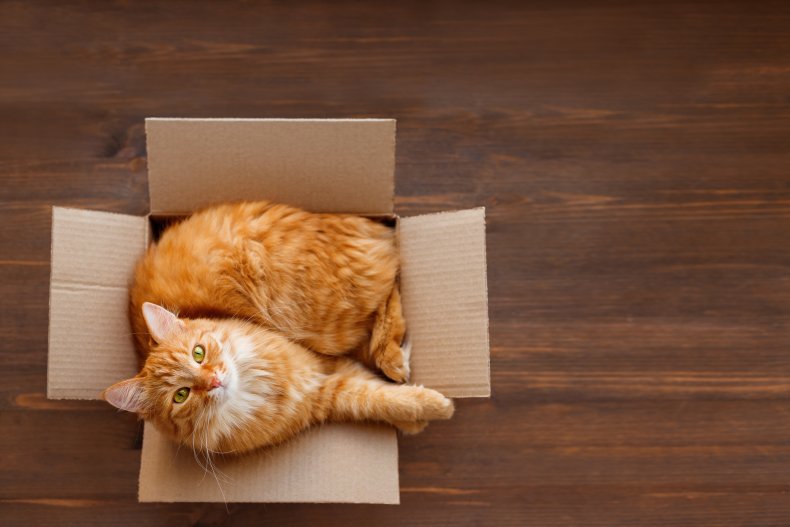 Cute ginger cat lies in carton box