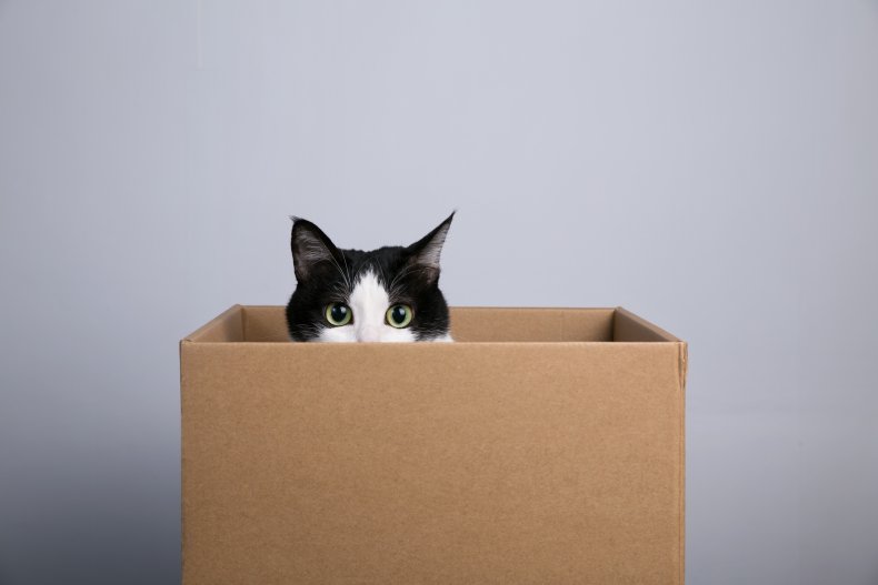 Why Do Cats Like Boxes