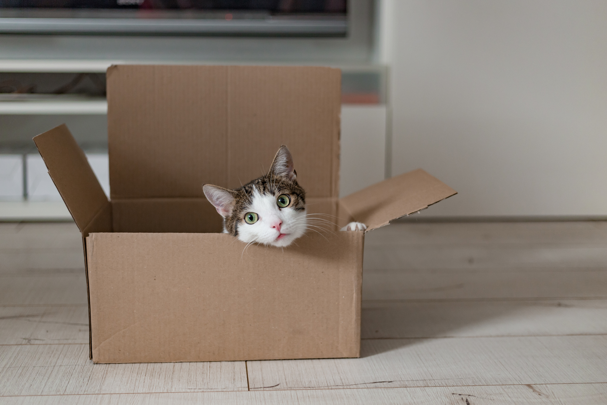 European Cat Delivery Box 