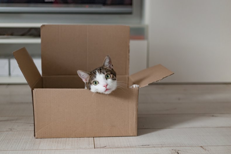 European cat in a delivery box