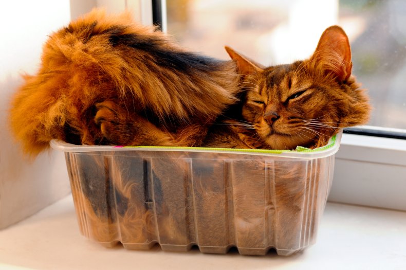 Boxes Help Cats to adapt