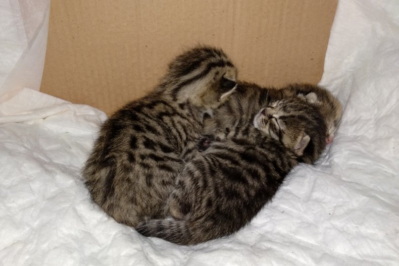 File photo of kittens in a box.