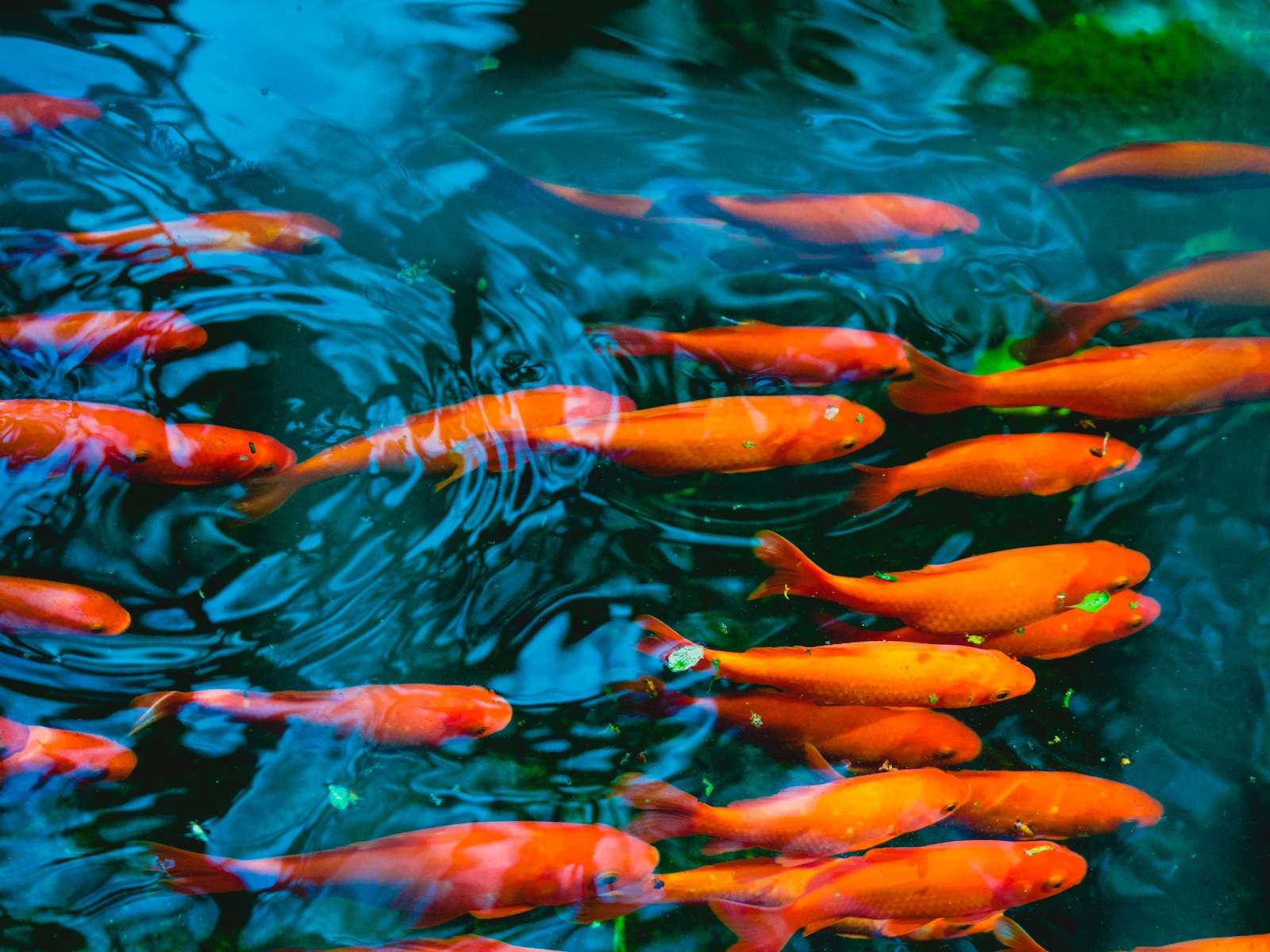 How Long Do Goldfish Live and How Big Do They Get? - Newsweek