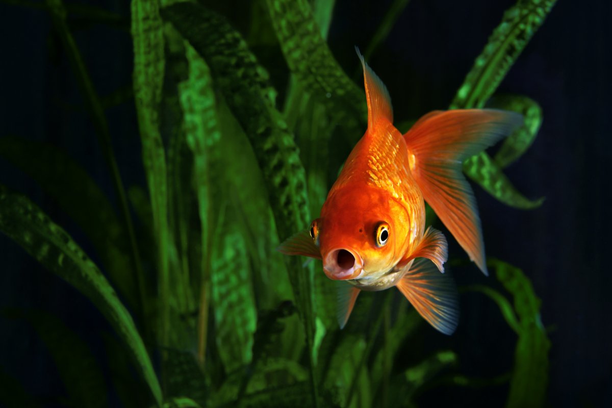 How Long Do Goldfish Live and How Big Do They Get?