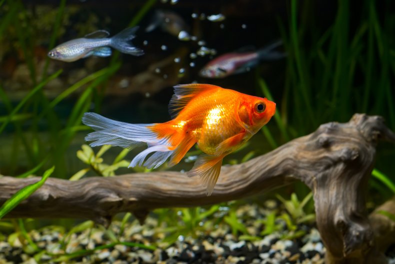 Goldfish in an aquarium with green plants, snag 
