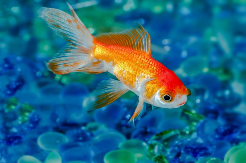 goldfish alone goldfish in the aquarium