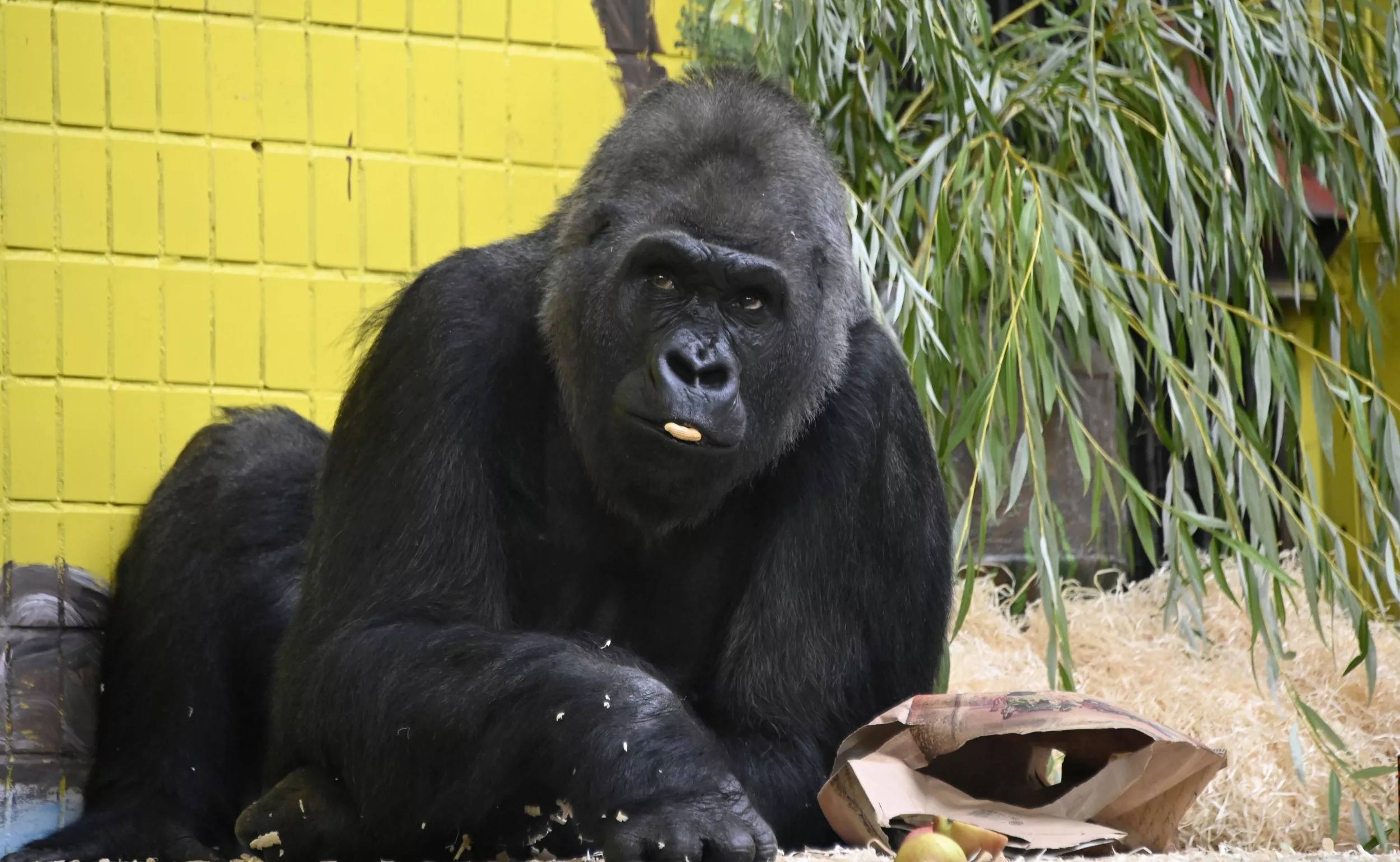 Ukraine Zoo Animals Evacuated to Poland After Getting Surrounded by Russian Tanks - Vimarsana News